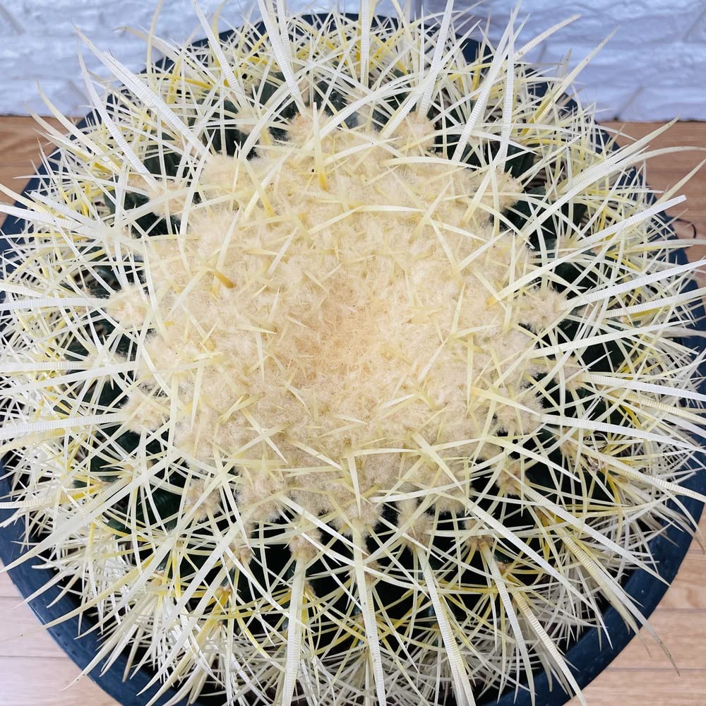 Amazon｜サボテンの王様 金鯱 観葉植物 多肉植物 金シャチ おしゃれで